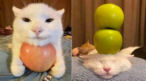 Cat With Apples Know Your Meme