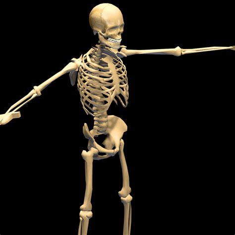 Skeleton 24 Animations1 3d Model 6 C4d 3ds Dxf Fbx Wrl Obj Unknown Free3d