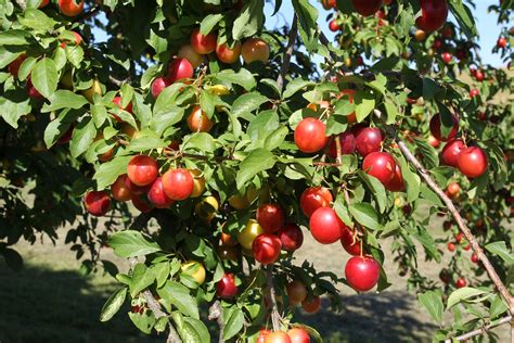 Purple Leaf Plum Plant Care And Growing Guide