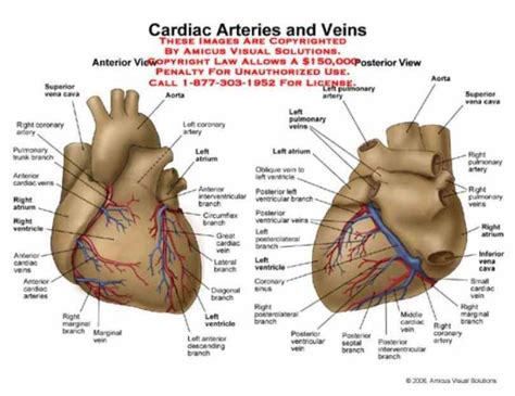 The Arteries Of Heart With Diagram Heart Receives Its Own Supply Of