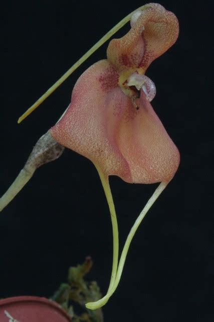 Masdevallia Catapheres Wiel Driessen Flickr