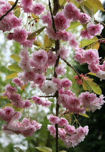 Prunus Kiku Shidare Zakura Flowering Cherry Blossom Tree Syn