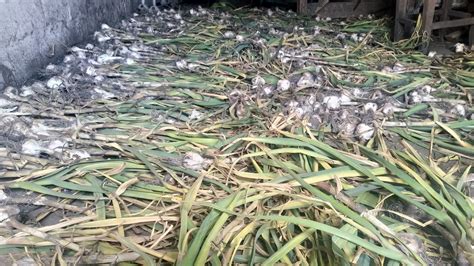 Charitable Farmer (Oleh Zubchevskyi) on Twitter: "Це є часник, зібраний ...