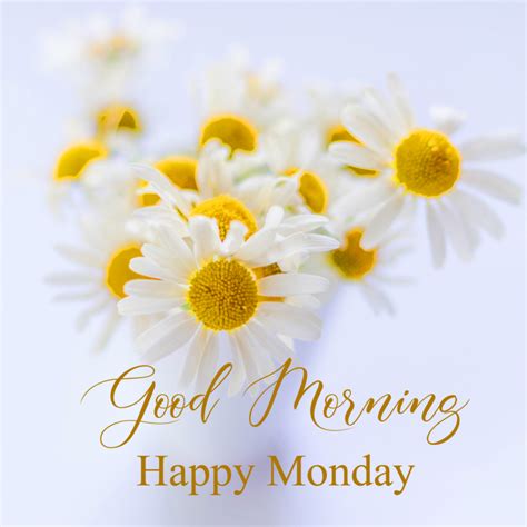 Happy Monday Images Gifs And Memes Good Morning Happy Monday Happy