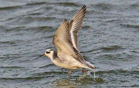 Wednesday 11th January 2023 Cornwall Birds CBWPS