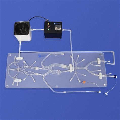 Modelo Vascular Para Neurologia Sj D Trando D Medical Technology