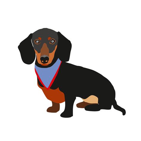 Vector cartoon illustration of a dachshund dog. Cute friendly dachshund