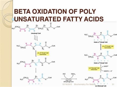 Fatty Acid Oxidation Pathway