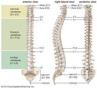 Vertebral foramen | anatomy | Britannica.com