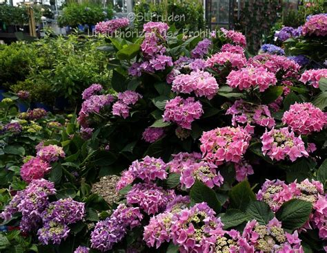 Bigleaf Hydrangea Hydrangea Macrophylla Let S Dance Blue Jangles In