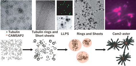 Figure Camsap Mediated Polym Image Eurekalert Science News Releases