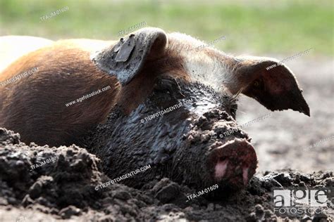 domestic pig, Stock Photo, Picture And Rights Managed Image. Pic. TFA ...