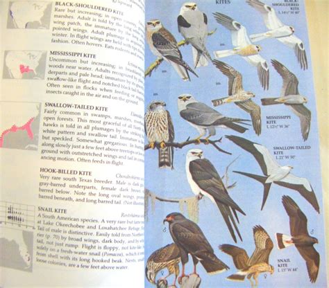 Vintage A Guide To Field Identification Birds Of North America Etsy