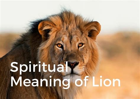 Spiritual Meaning Of The Lion A Deeper Look Life Adventurously