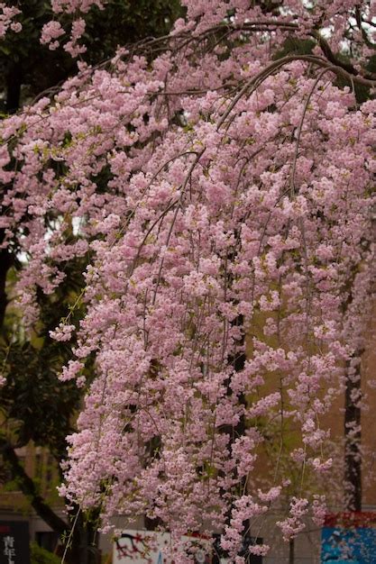 Premium Photo Pink Flowers Blooming On Tree