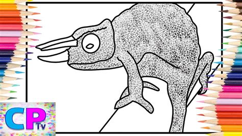 Jackson S Chameleon Coloring Pages Cool Chameleon 21RoR Talk About