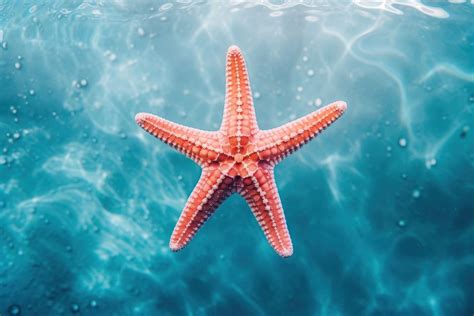 Starfish underwater outdoors nature. AI | Premium Photo - rawpixel