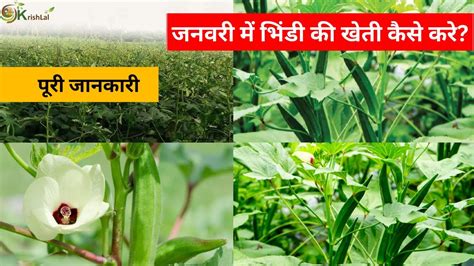 जनवर म भड क खत bhindi ki kheti ladyfinger farming bhindi ki