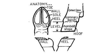 Goat Hoof Anatomy