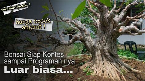 Koleksi Bonsai Bahan Bonsai Programan Milik Bos Travel Tegal