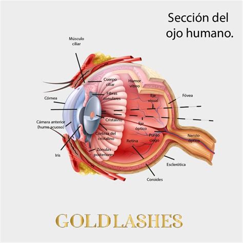 Anatomia De Los Ojos Gold Store