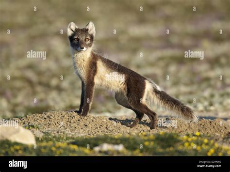 canada arctic summer  res stock photography  images alamy