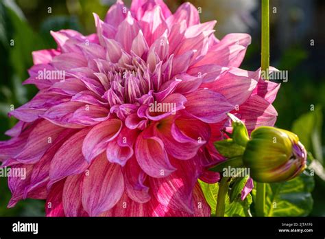 Cafe Au Lait Royal Dahlia Beautiful Large Dinnerplate Dahlia Flower