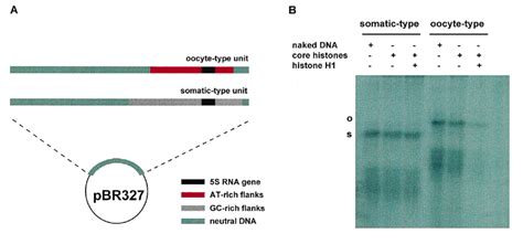 In Vitro Transcription Of X Laevis 5S RRNA Genes Surrounded By Their