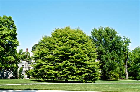 Arboretum Haverford College