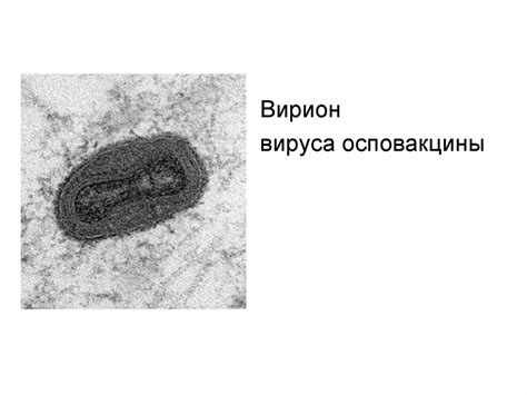 Принципы иммунопрофилактики и иммунотерапии инфекционных заболеваний ...