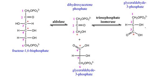 Fructose 1 6 Bisphosphate To Glyceraldehyde 3 Phosphate