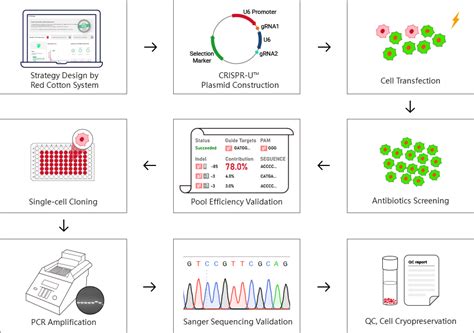 Vhl Knockout Cell Line Mfe Ubigene