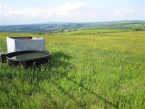 Water Trough And Buttercups Kevin Higgins Geograph Britain And Ireland