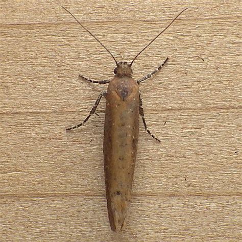 Ypsolophidae Ypsolopha Sp Ypsolopha BugGuide Net