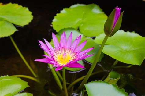 Wetland Plant Info Learn About Hydrophytic Plants Gardening Know How