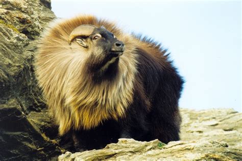 Himalayan Tahr: Mountain Goat with Unique Behaviors and Status