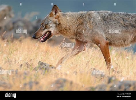 Eurasian Grey Wolf Canis Lupus Lupus At A Vulture Watching Site In