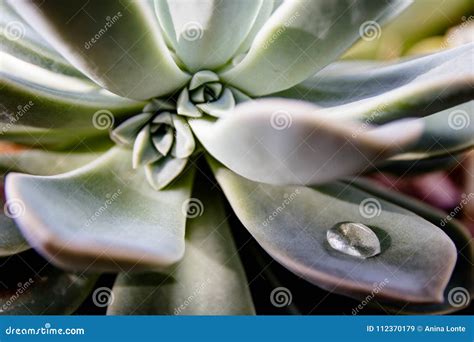 Desert Succulents Of The Kalahari Stock Image Image Of Texture Desktop 112370179