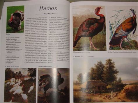 Книга: Самые красивые птицы - . Купить книгу, читать рецензии | Лабиринт