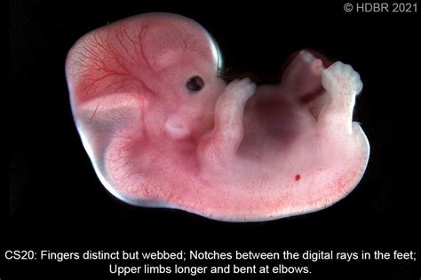 Human Embryo Carnegie Stages