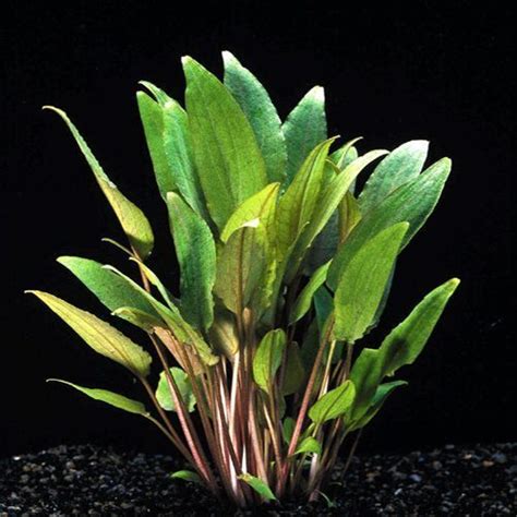 Cryptocoryne Beckettii Petchii The Aquascape Shop