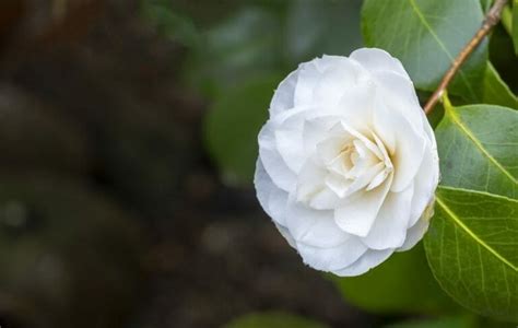 Camellia Flowers and Their Symbolic Meanings - Petal Republic