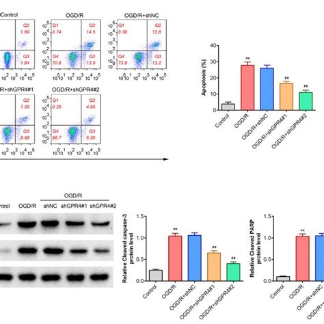 Knockdown Of GPR4 Reduces SH SY5Y Cells Apoptosis Induced By OGD R