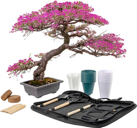 Green Haven Bonsai Tree Kit Bonsai Tree Indoor Plant With A Variety