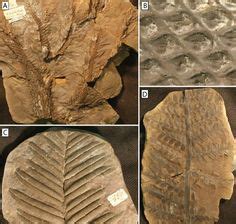 30 Fossils/Geology Paleozoic 7: Permian Period ideas | geology, fossils ...