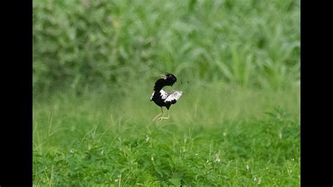 Spotting The Lesser Florican Courtship Display Youtube