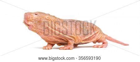 Naked Mole Rat Image Photo Free Trial Bigstock