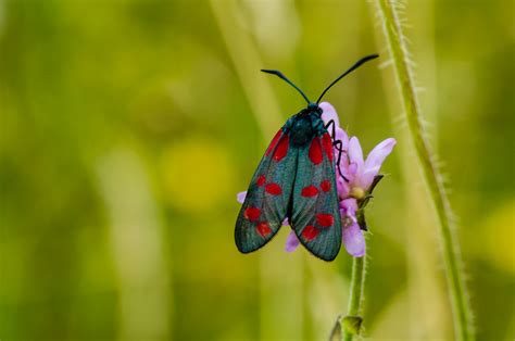 Zygaena filipendulae 1 Gemeines Blutströpfchen Zygaena Flickr