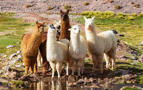 Lamas Und Alpakas Unterscheiden Kann Man Sie Mit Einem Trick