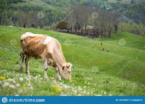 Rebanho Das Vacas Alpinas Que Pastam No Pasto Verde Imagem De Stock